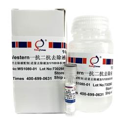 Western一抗二抗去除液（中性，劇烈型）